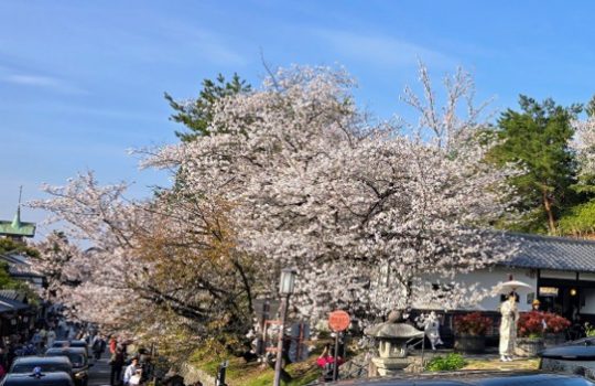 SAKURA STRATEGY: WHAT SUCCESSORS MUST DO NOW