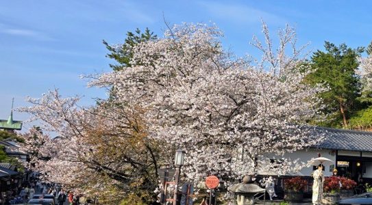 SAKURA-STRATEGIE: WAS NACHFOLGER TUN MÜSSEN