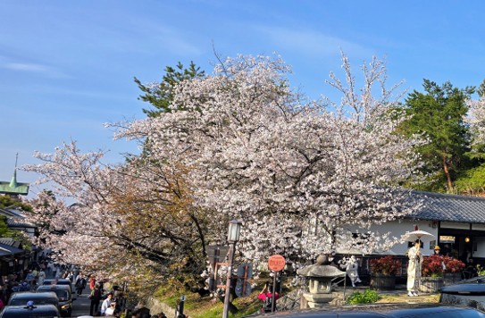 SAKURA STRATEGY: WHAT SUCCESSORS MUST DO NOW